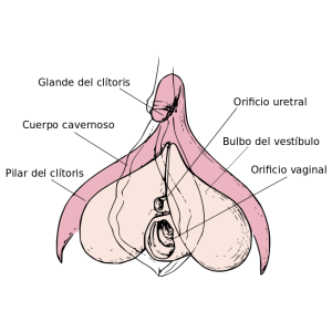 Anatomía del clítoris